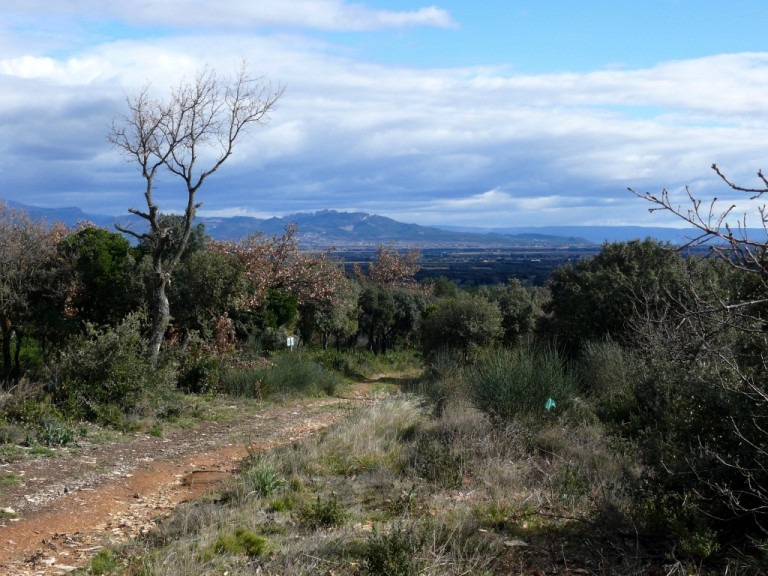 L’hiver en Provence : randonnée autour de Sérignan-du-Comtat