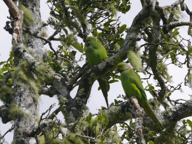 À la rencontre du cateau vert de l’île Maurice…